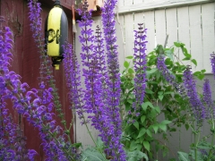 24may_purpleflowers.jpg