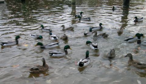 alvorocopatos.jpg