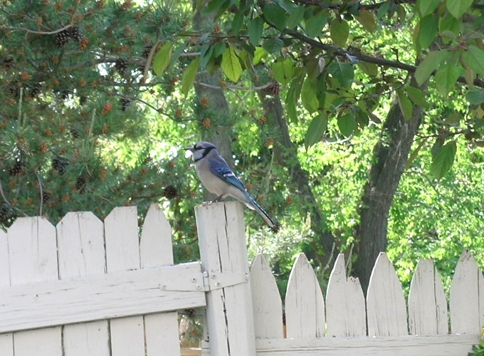 blujay_fence4may_close.jpg