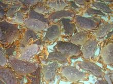 crabsre.jpg