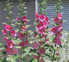 florespinkvarias.jpg