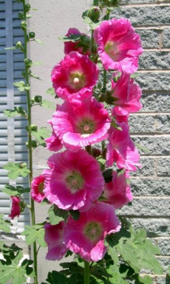 florpinkvertre.jpg