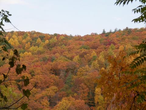 foliageestradacharlotaville.jpg