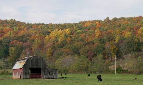 foliagefazendabarn480.jpg