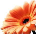 gerbera.jpg