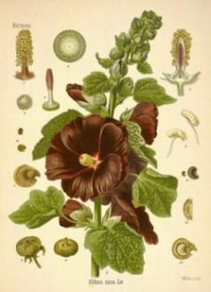 hollyhock.jpg