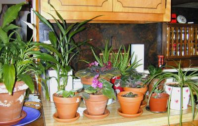 plantinhas.jpg
