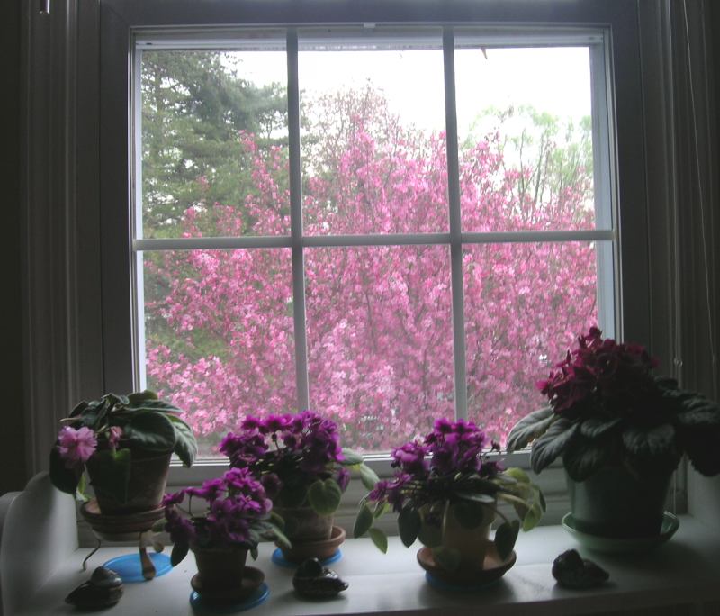 windowguestroom_spring14april.jpg