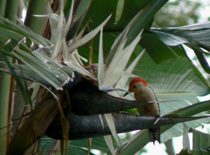 woodpecker_birdofparadise_lakevirginia800.jpg