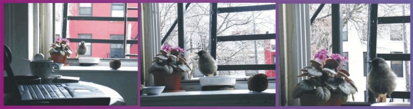 birdwindowre.jpg