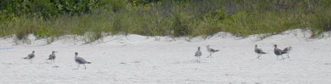 seagulls.jpg