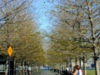 sinatraparktreesfall.jpg