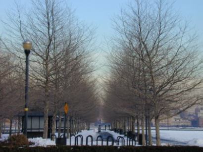 sinatraparktreewinter.jpg