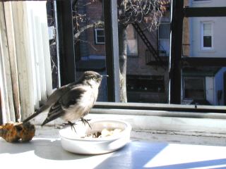 songbird5.jpg